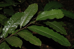 Goniothalamus cardiopetalus